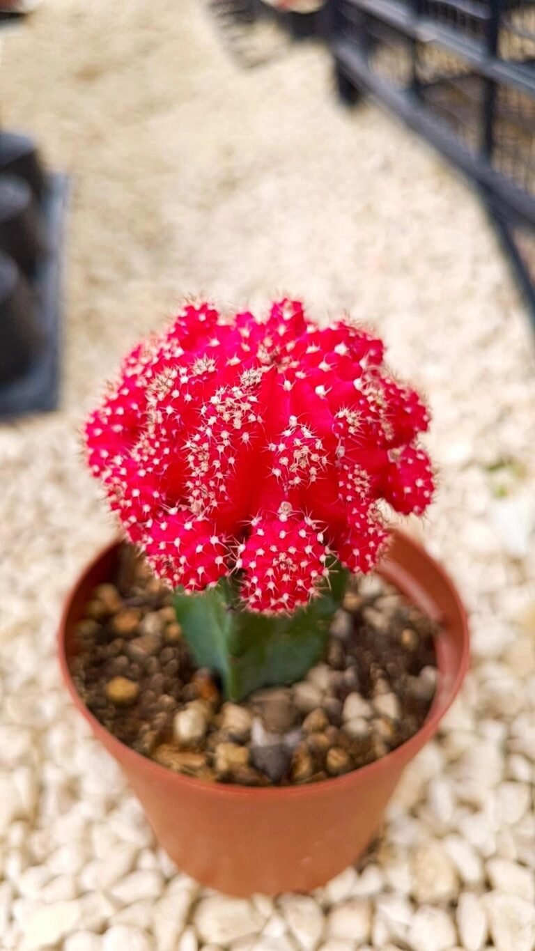 Gymnocalycium Mihanovichii cv hibotan accestiti innestati Colore rosso
