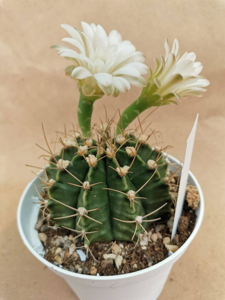 Gymnocalycium Mihanovichii Hybrid
