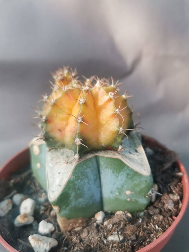 Gymnocalycium Mihanovichii hybrid yellow thai innestata f. prolifera