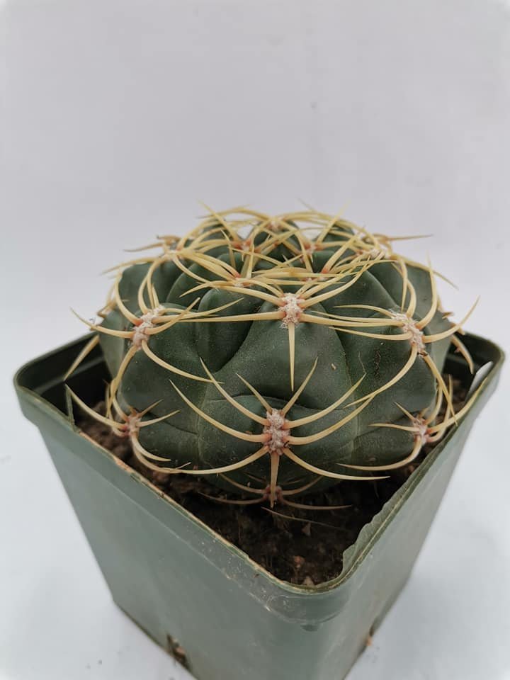 Gymnocalycium Multiflorum