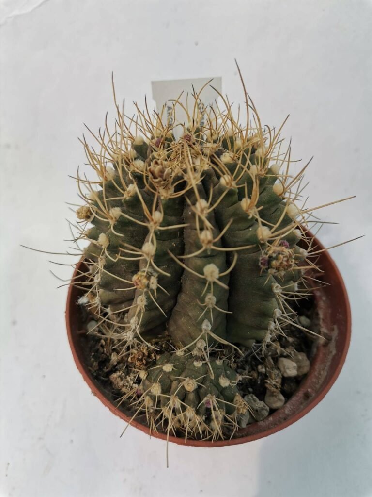 Gymnocalycium Pungens