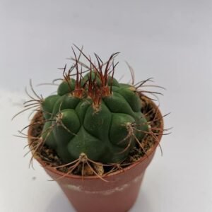 Gymnocalycium Saglionis