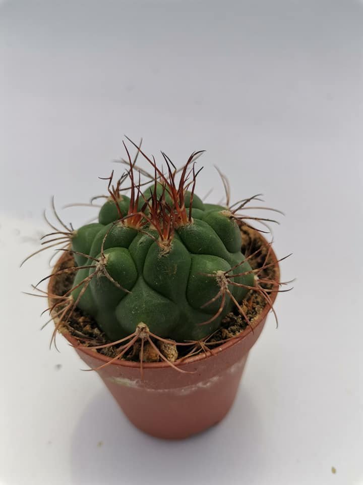 Gymnocalycium Saglionis