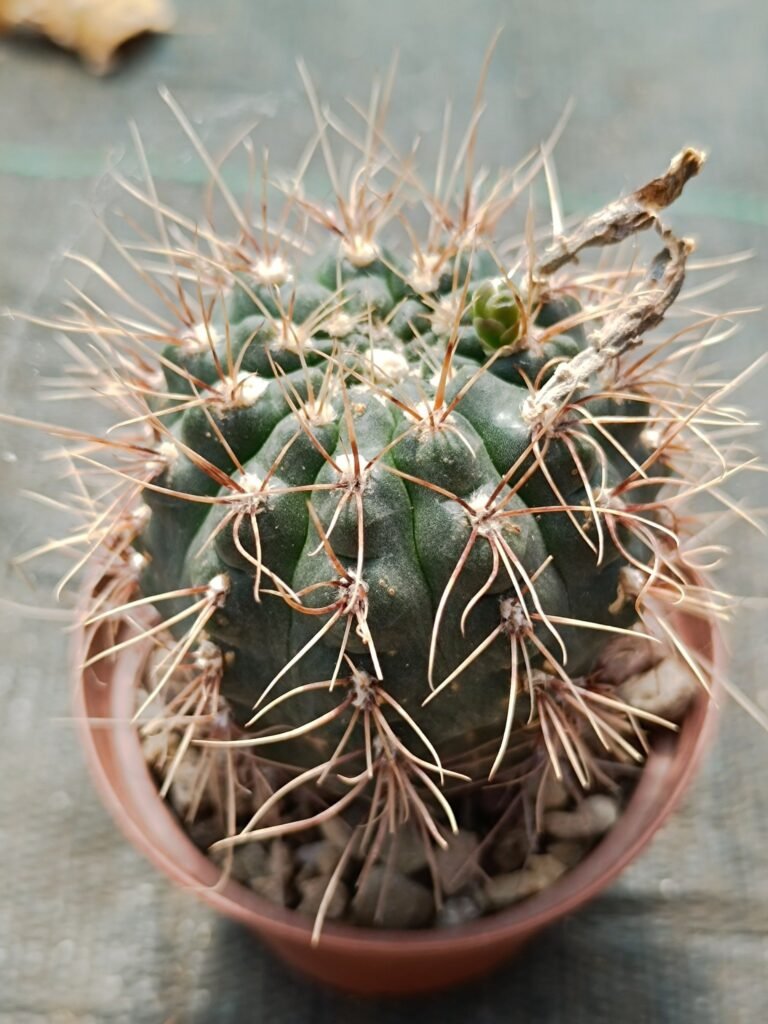 Gymnocalycium Amerhauseri