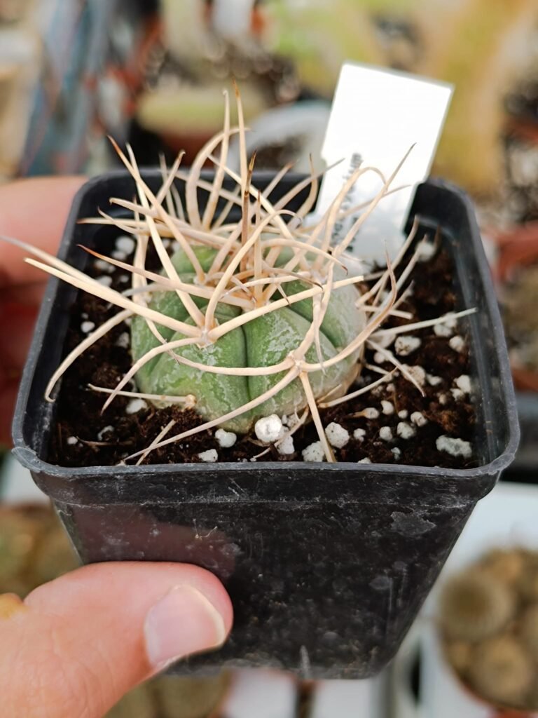 Gymnocalycium Armatum