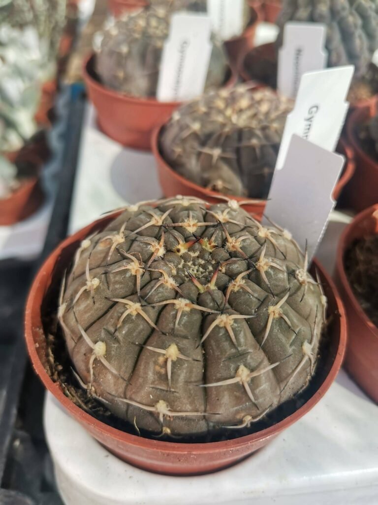 Gymnocalycium Asterium