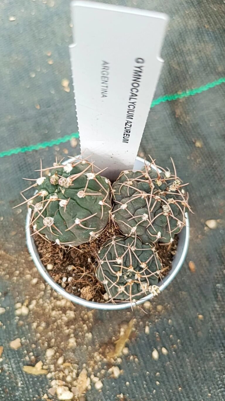 Gymnocalycium azureum