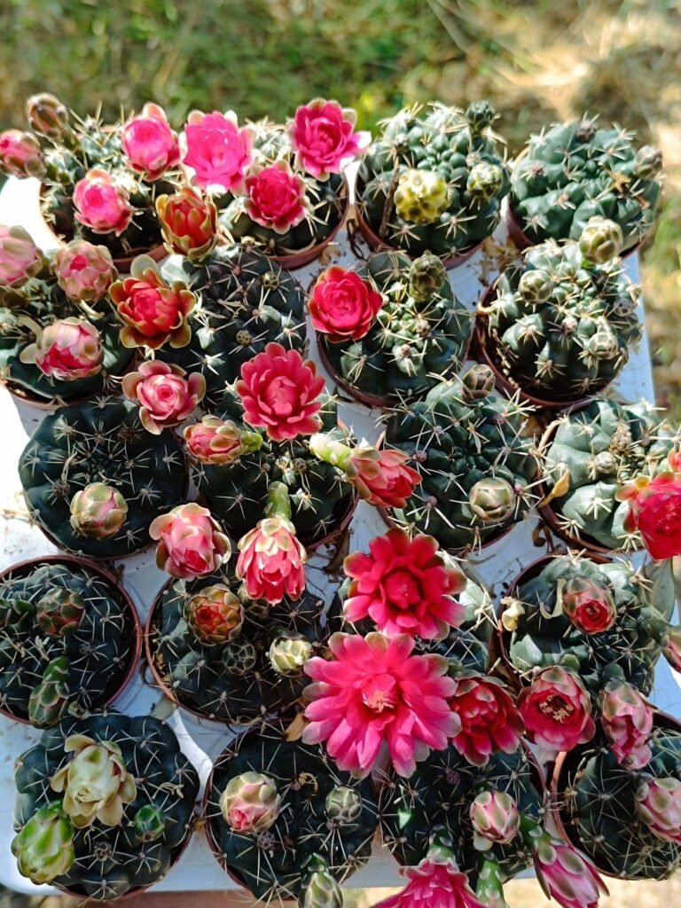 Gymnocalycium Baldianum