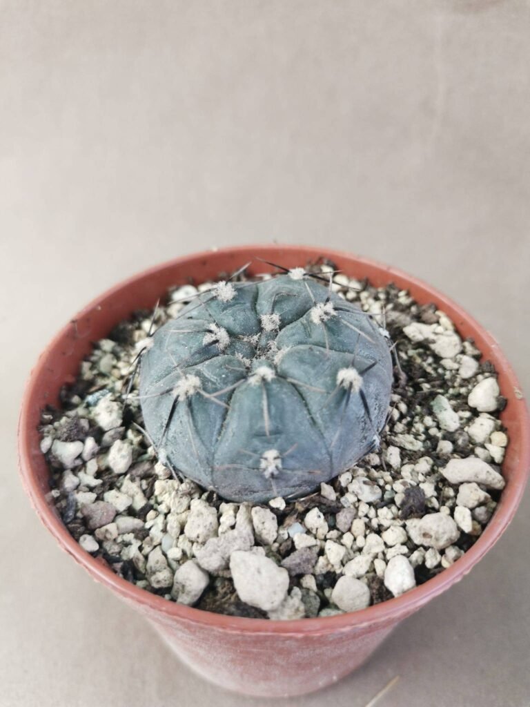 Gymnocalycium Berchtii