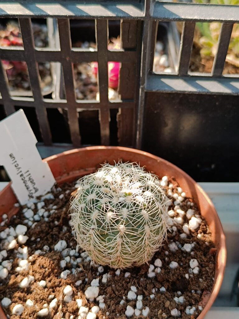 Gymnocalycium Bruchii