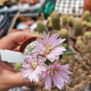 Gymnocalycium Bruchii