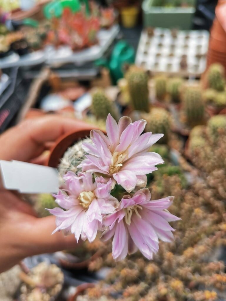 Gymnocalycium Bruchii