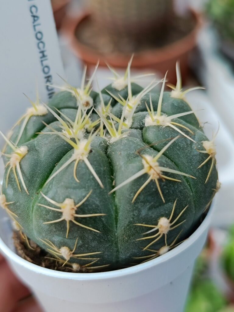 Gymnocalycium Calochlorum