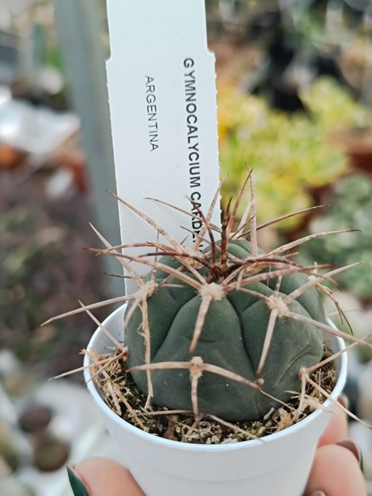 Gymnocalycium Cardenasianum