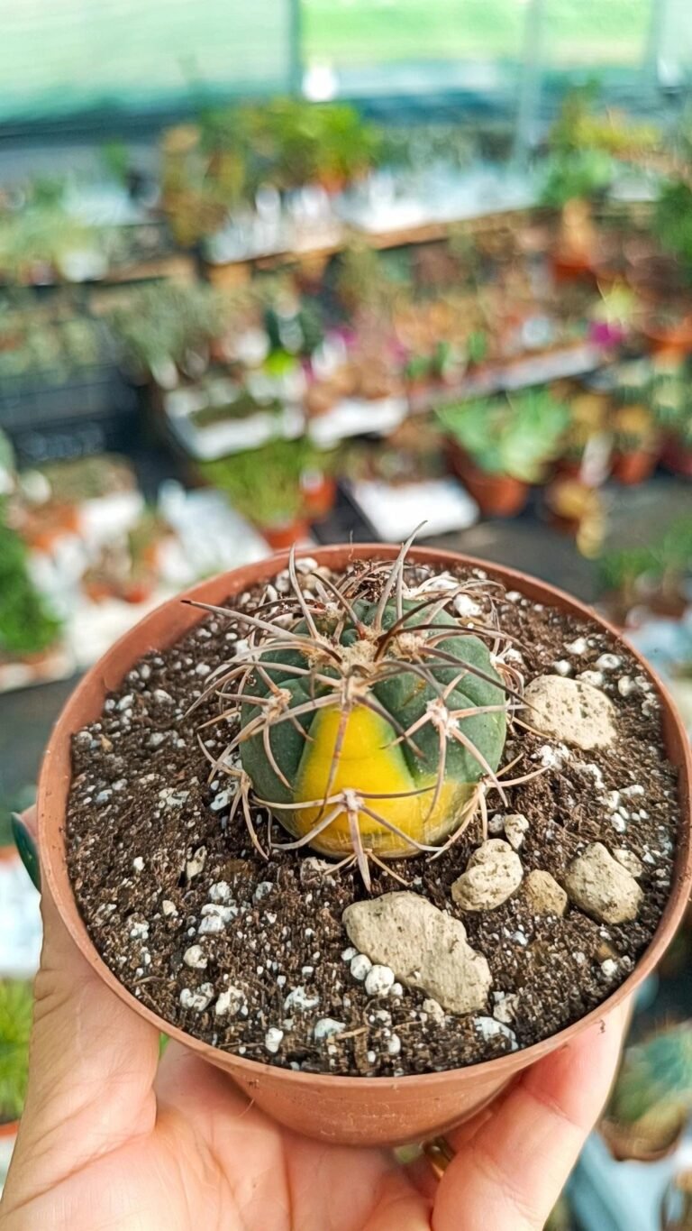 Gymnocalycium Cardenasianum Variegata
