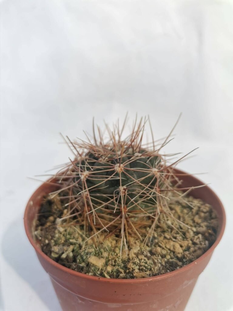 Gymnocalycium Carolinense