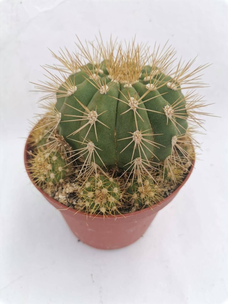 Gymnocalycium Chacoense