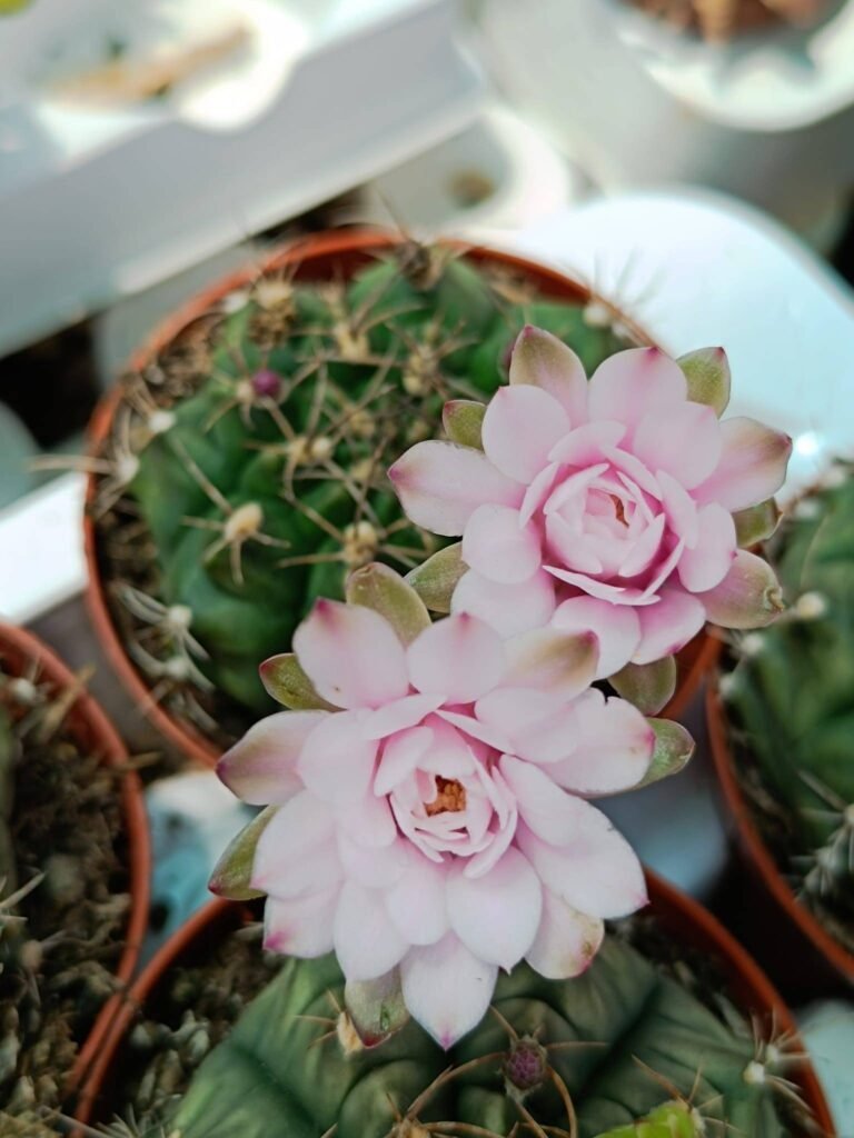 Gymnocalycium Damsii
