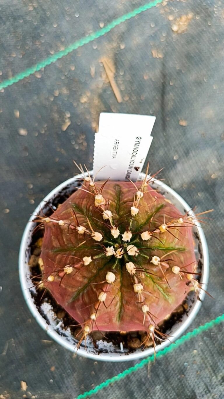 Gymnocalycium Damsii