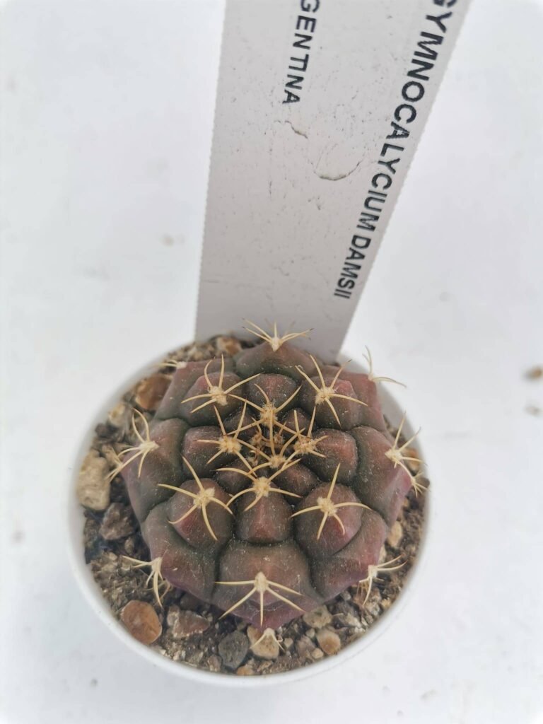 Gymnocalycium Damsii