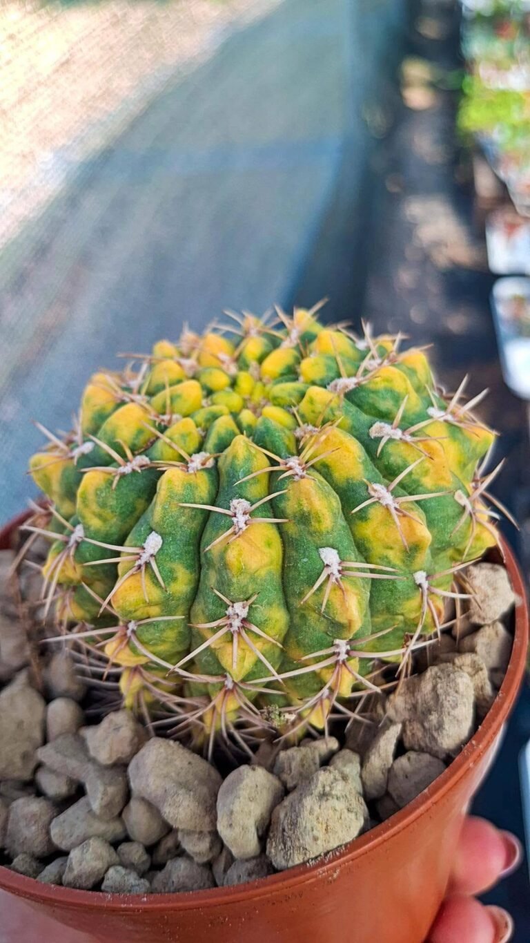 Gymnocalycium Damsii Variegata