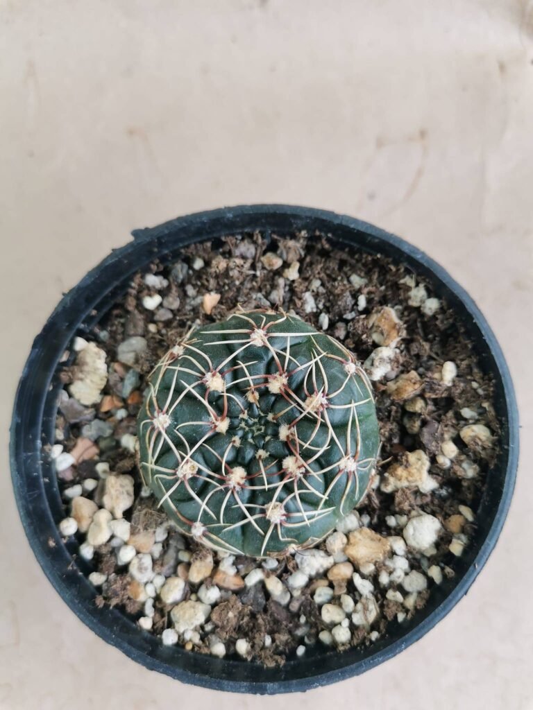Gymnocalycium Denudatum Angulatum