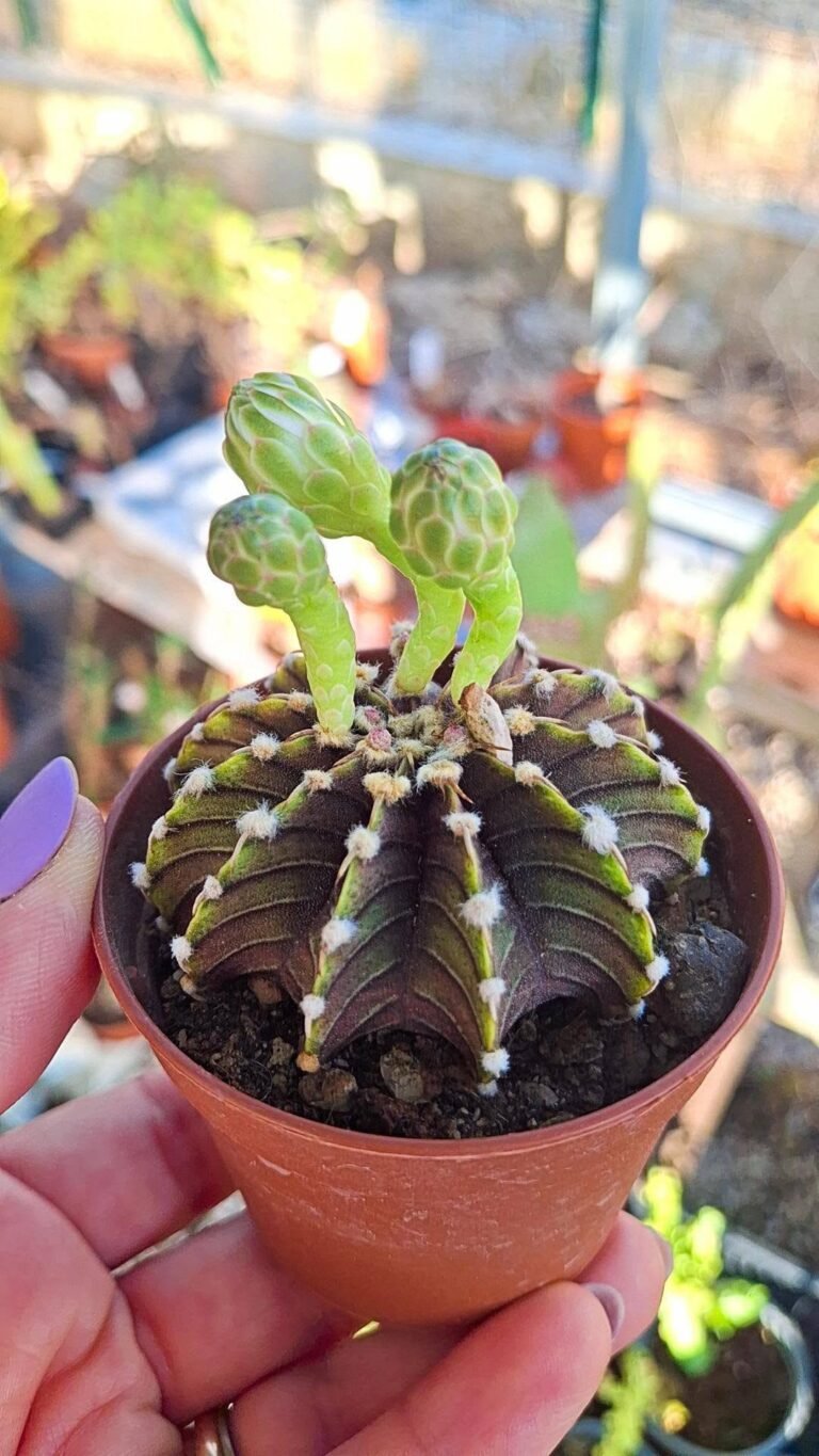 Gymnocalycium friedrichii CV agua dulce