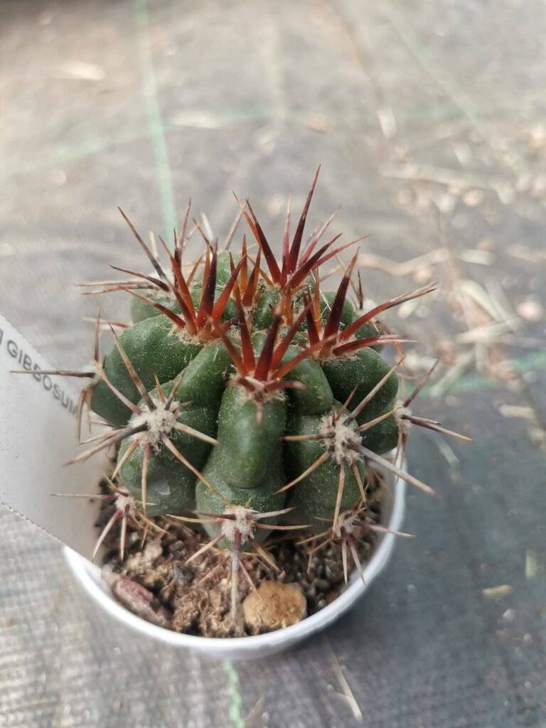 Gymnocalycium Gibbosum