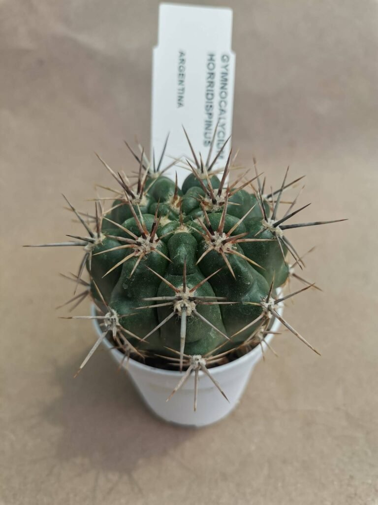 Gymnocalycium Horridispinus