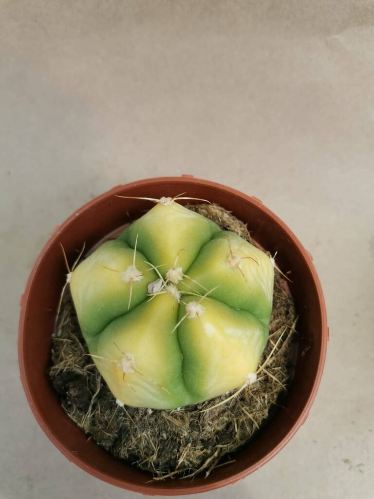Gymnocalycium Horstii Variegata