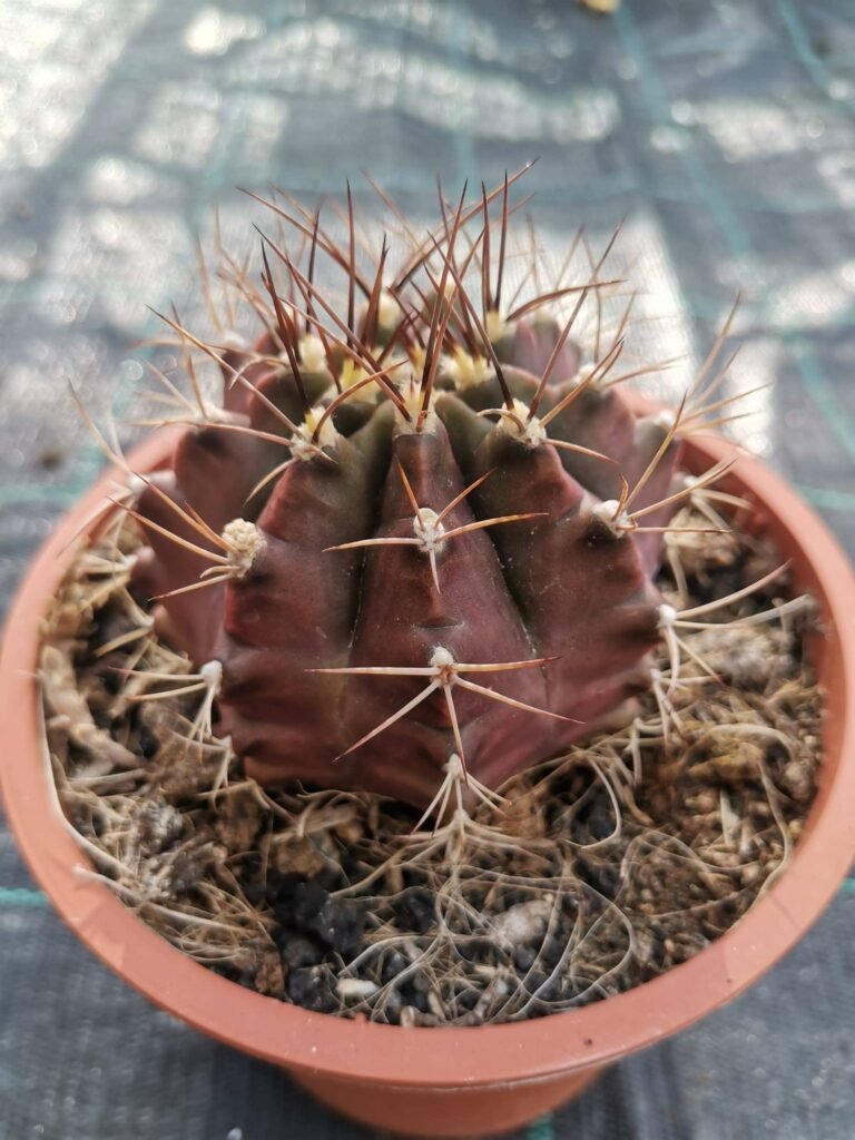 Gymnocalycium Hybrid