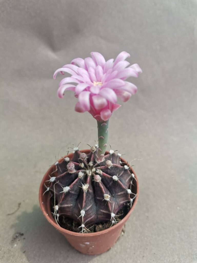Gymnocalycium Mihanovichii v stenogonum