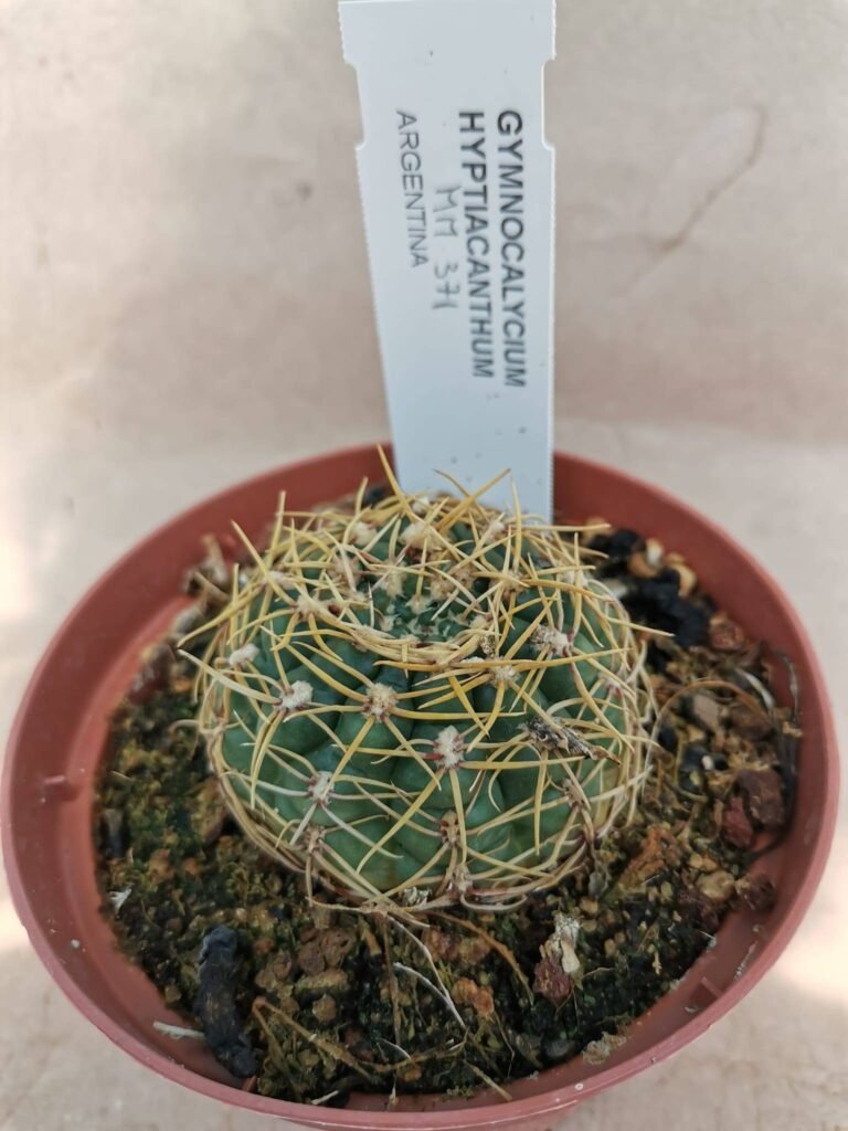 Gymnocalycium Hyptiacanthum MM 371