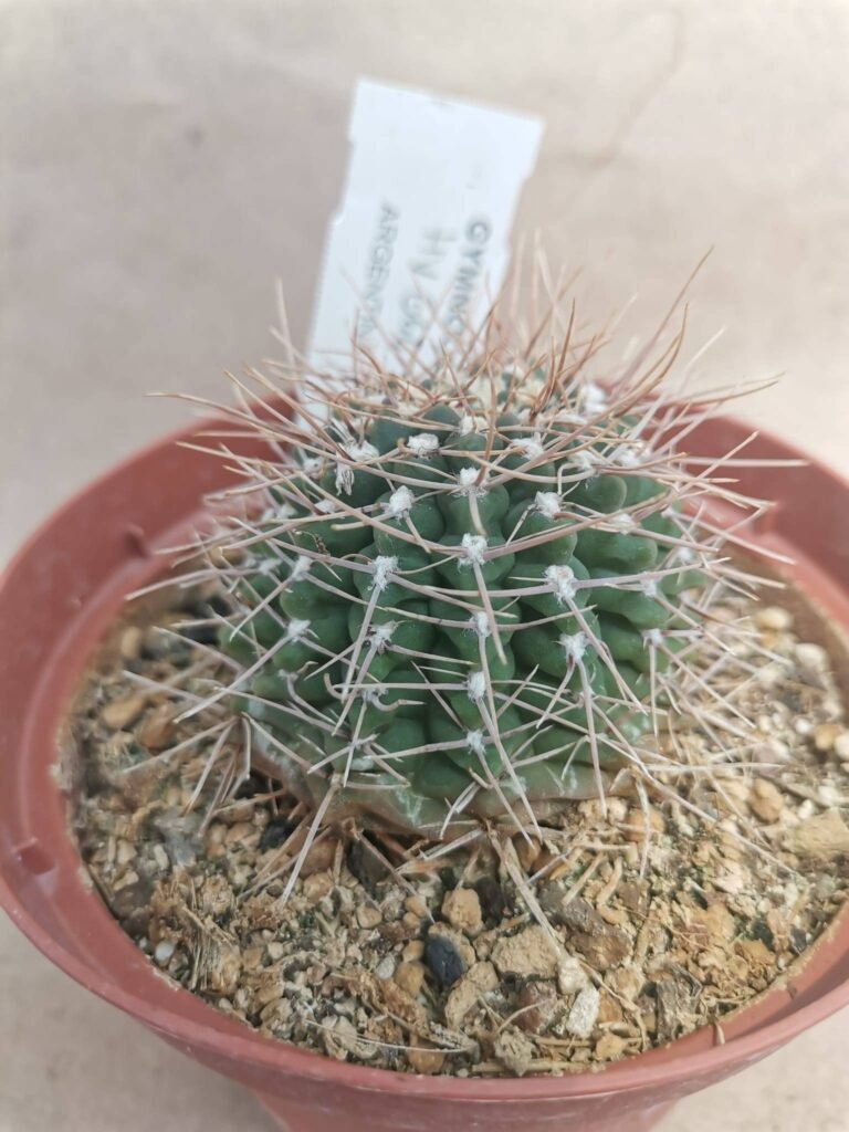 Gymnocalycium Intertextum