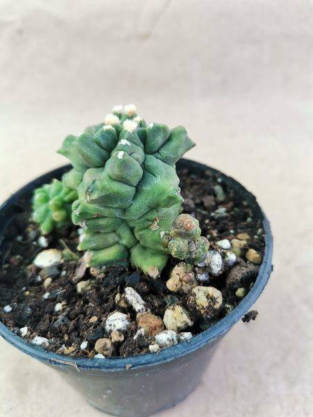 Gymnocalycium Kikko Monster
