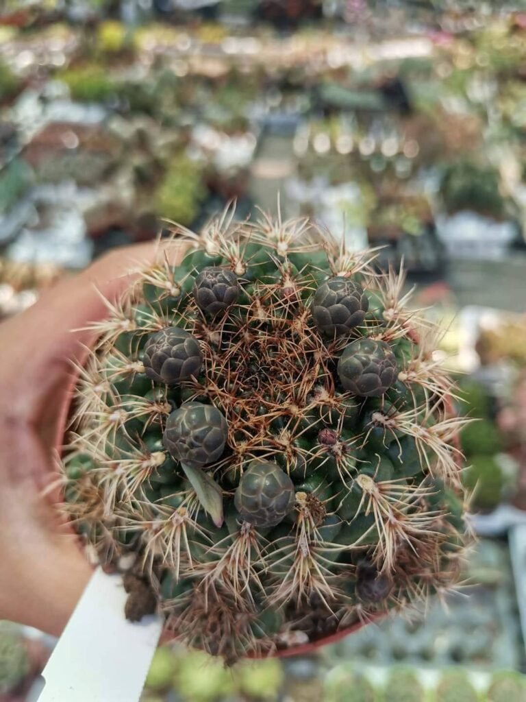 Gymnocalycium Mesopotamicum