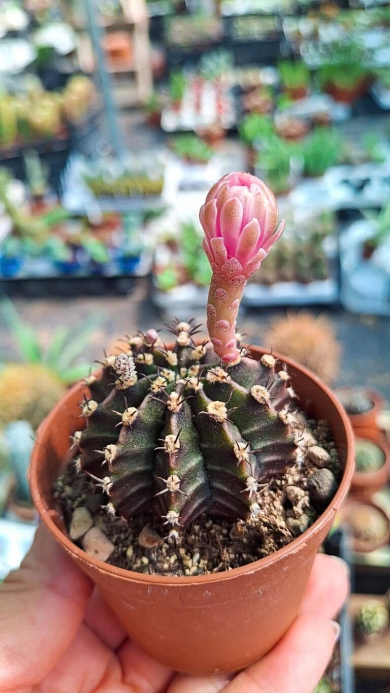 Gymnocalycium mihanovichii dark