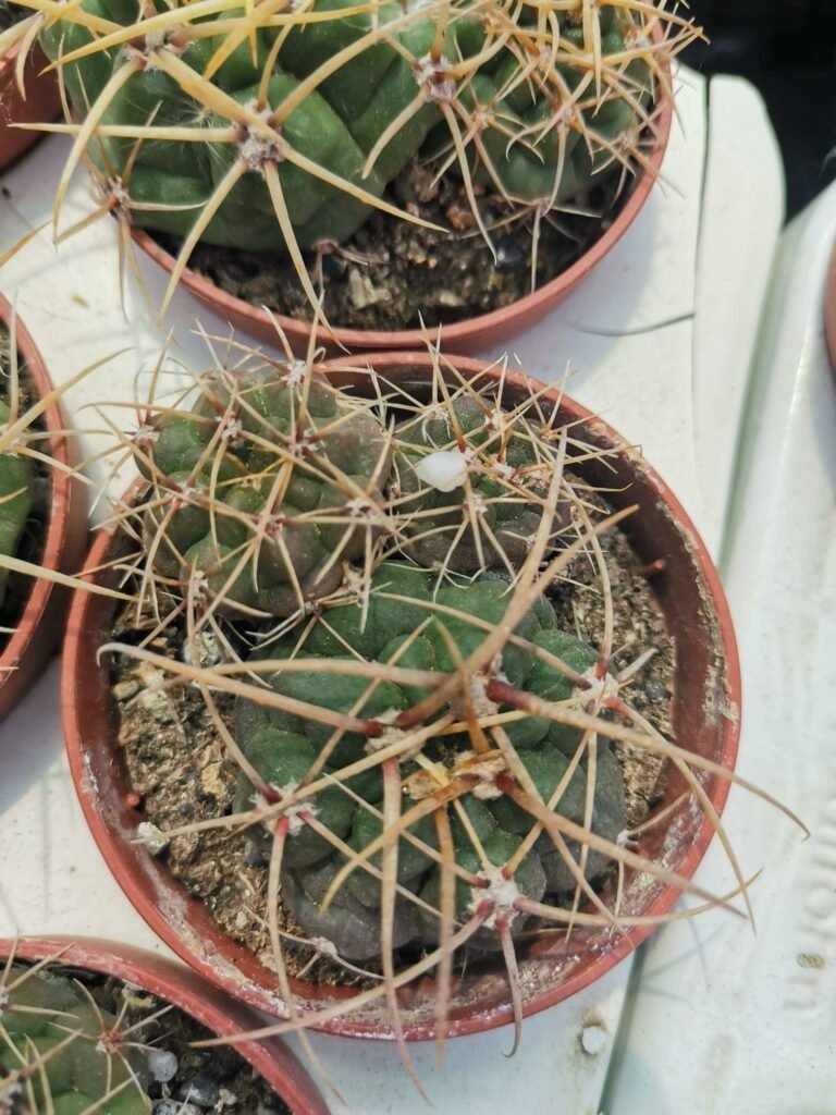 Gymnocalycium Monvillei