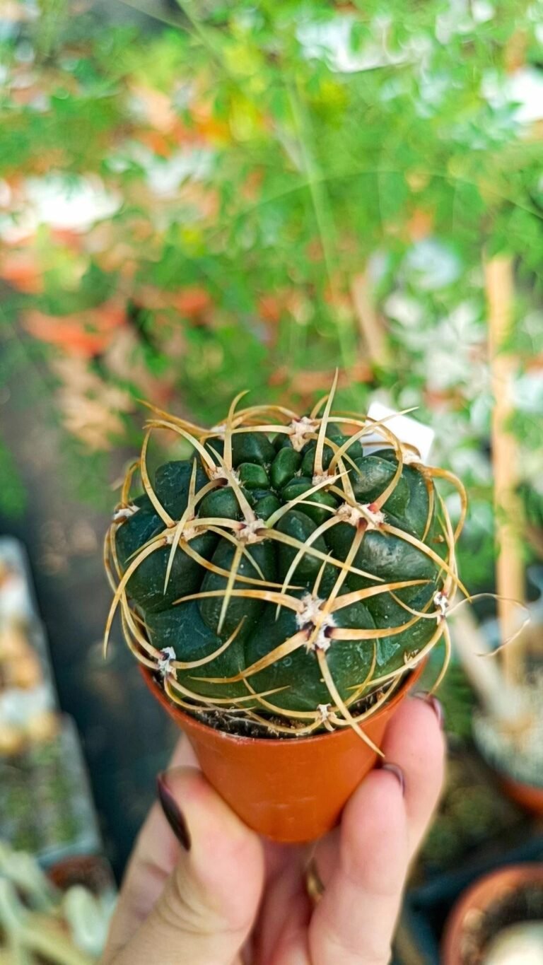 Gymnocalycium Multiflorum