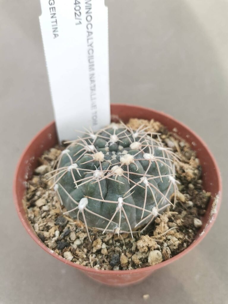 Gymnocalycium Nataliae Tom