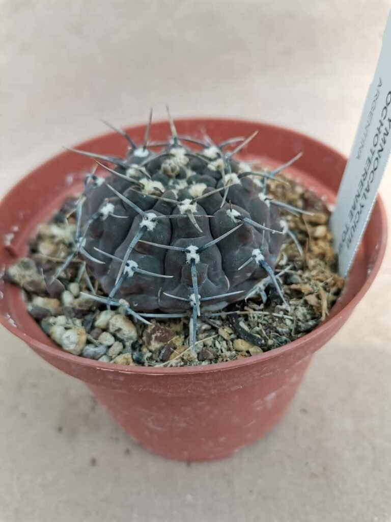 Gymnocalycium Ochoterenae tom 07-233/1