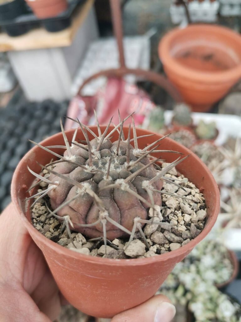 Gymnocalycium Piltziorum
