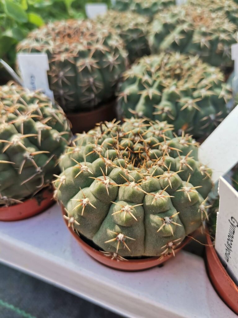 Gymnocalycium Quehlianum