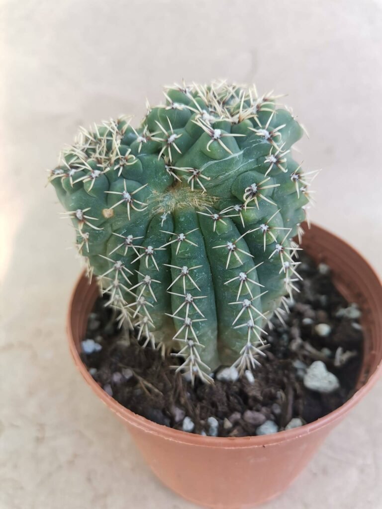 Gymnocalycium Quehlianum F. Mostruosa