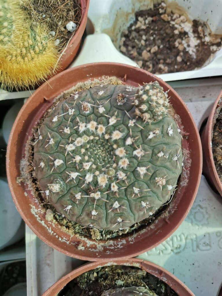 Mix Gymnocalycium Ragonesei, Quehlianum