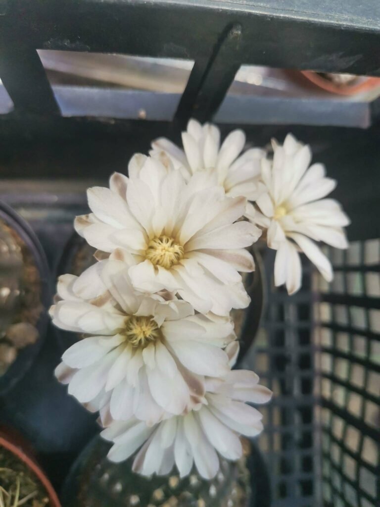 Gymnocalycium Ragonesei