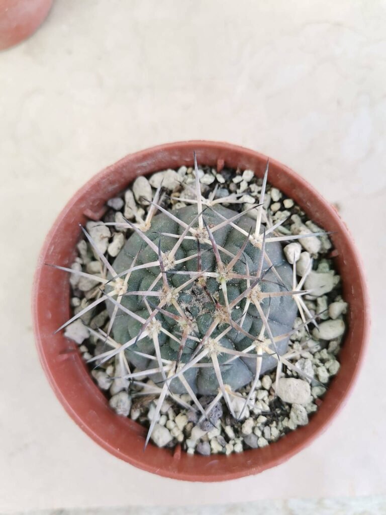 Gymnocalycium Riojense