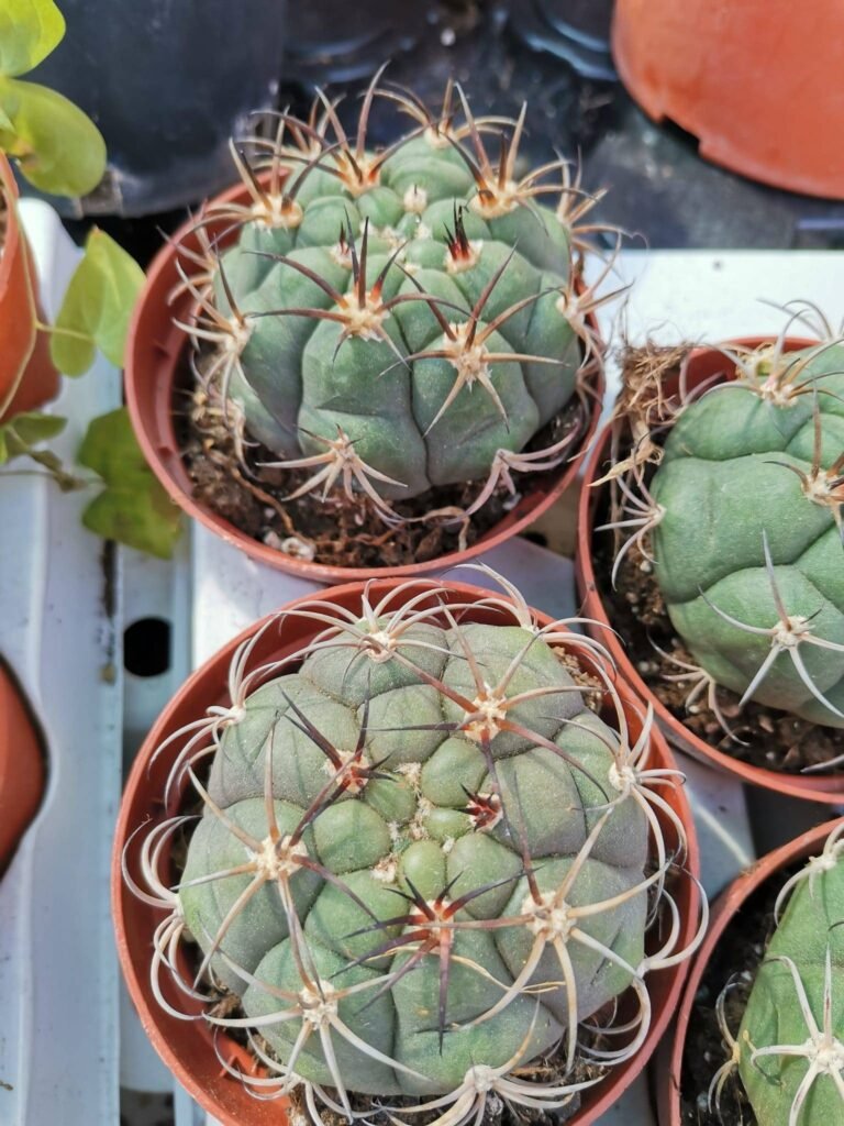 Gymnocalycium Saglionis