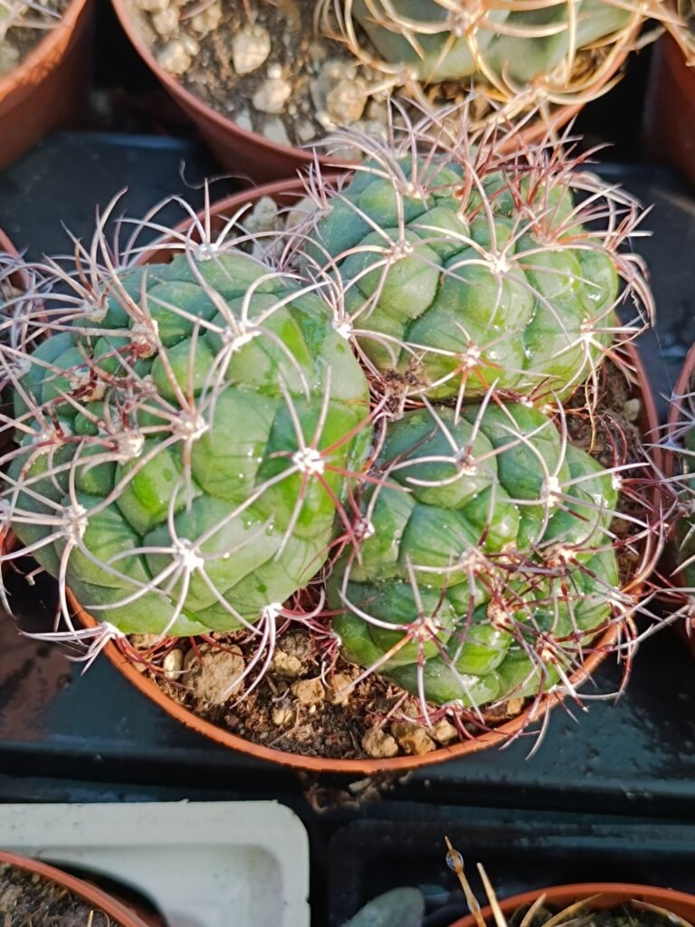 Gymnocalycium Saglionis