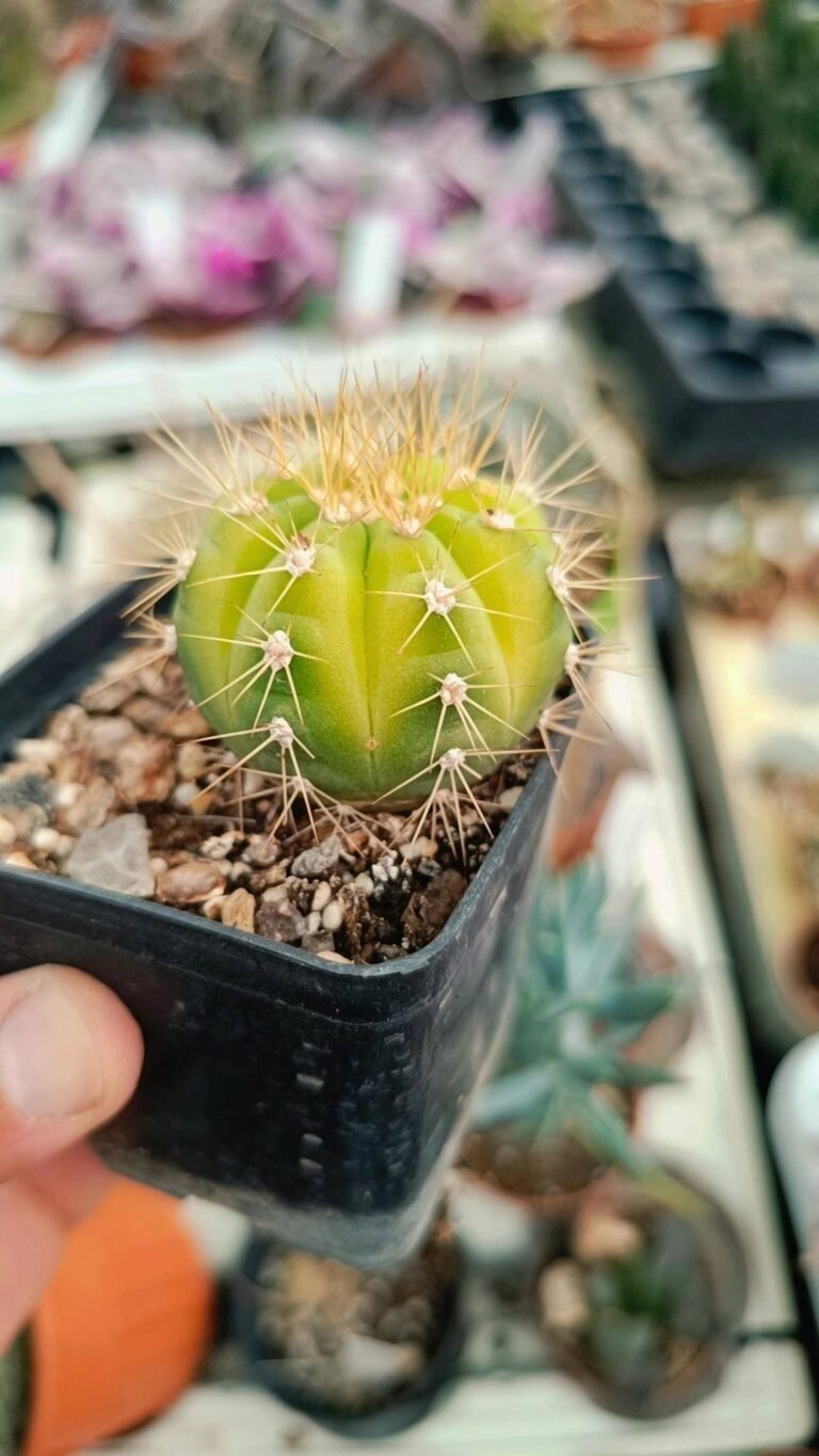 Siracactus-Cactus-Gymnocalycium-schacuense-Variegata.jpg